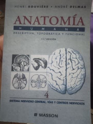 anatomía 